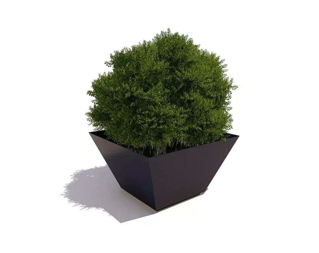 Вазон Канна - вид 4